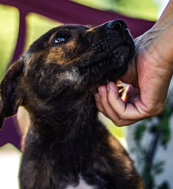 imgi 16 Rasguno de menton de cachorro
